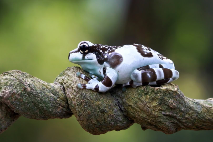 amazon milk frog_Kurit afshen_Shutterstock