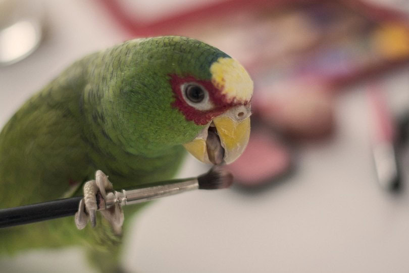 amazon parrot playing with brush
