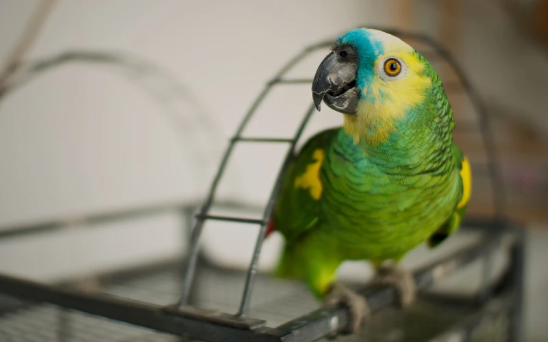 amazon parrot