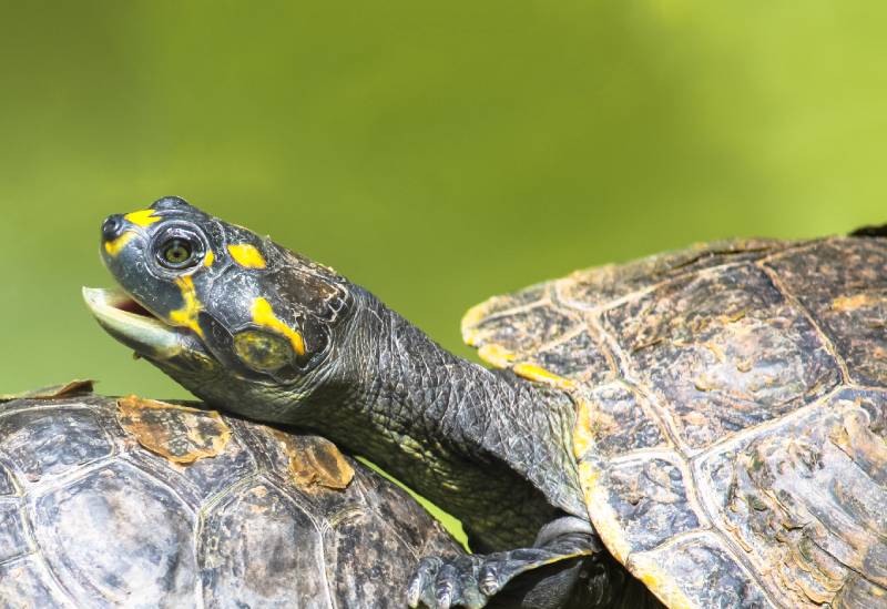 amazon river turtle closeup on top of a tree branch and against a green background from a water pond