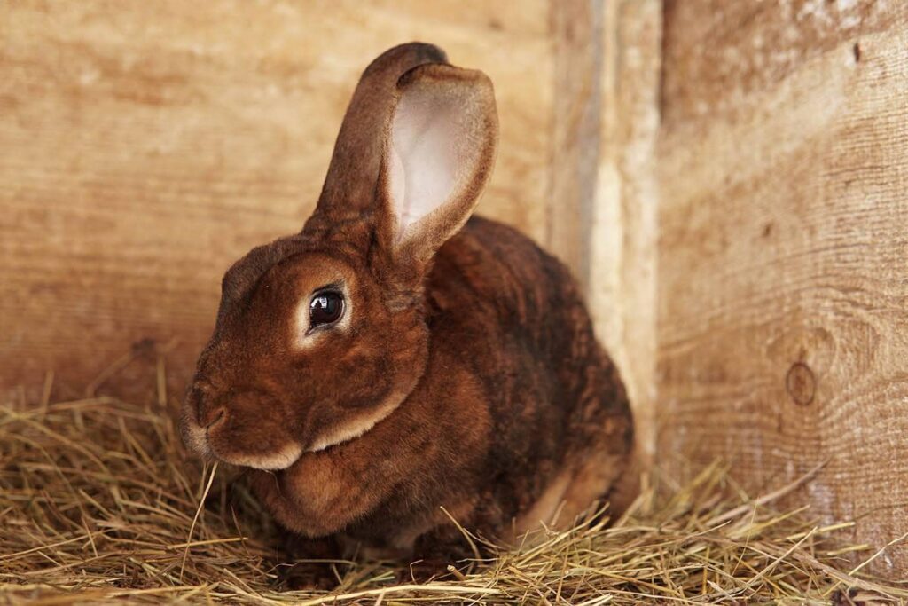 amber rex rabbit