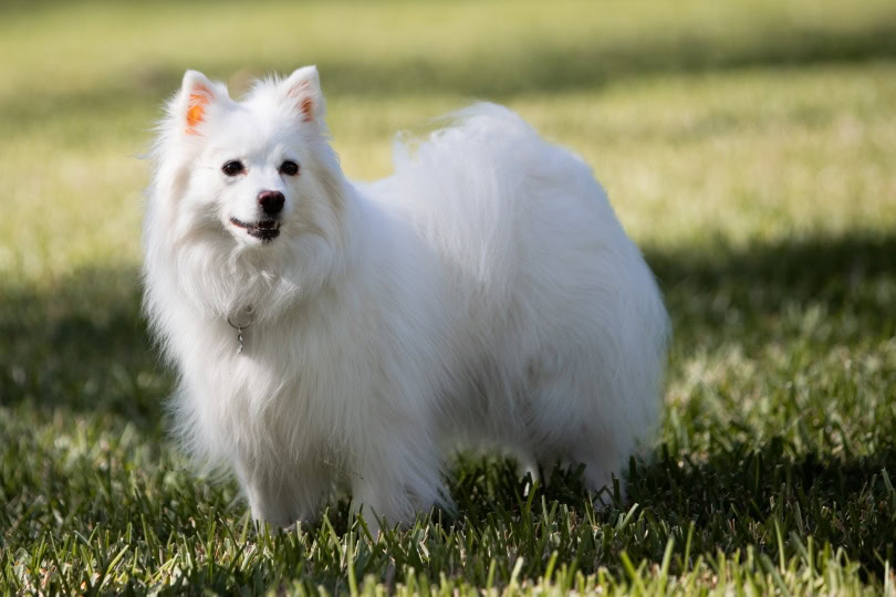 american Eskimo dog