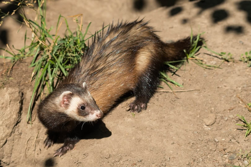 american black footed ferret_Paul Reeves Photography, shutterstock