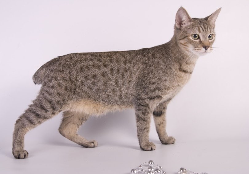american bobtail_OrangeGroup_Shutterstock
