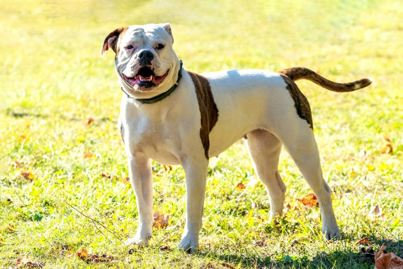 american bulldog standing on grass