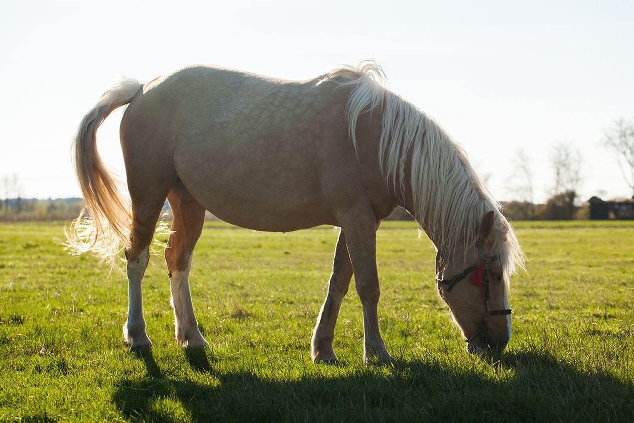 american cream horse