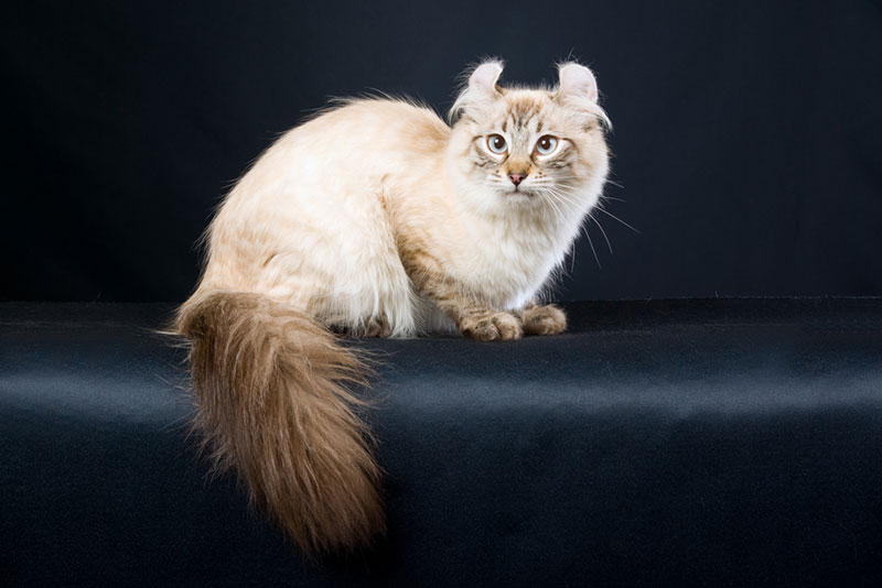 american curl cat in the studio