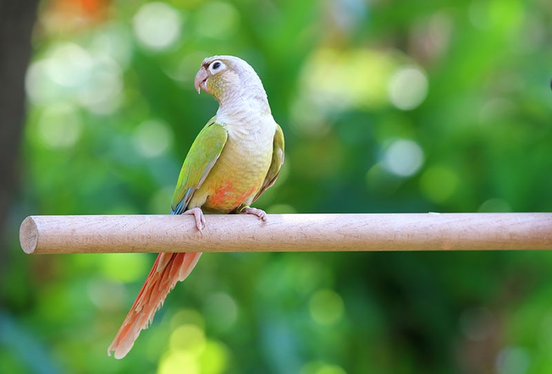 american dilute green-cheeked conure bird perching on a stick