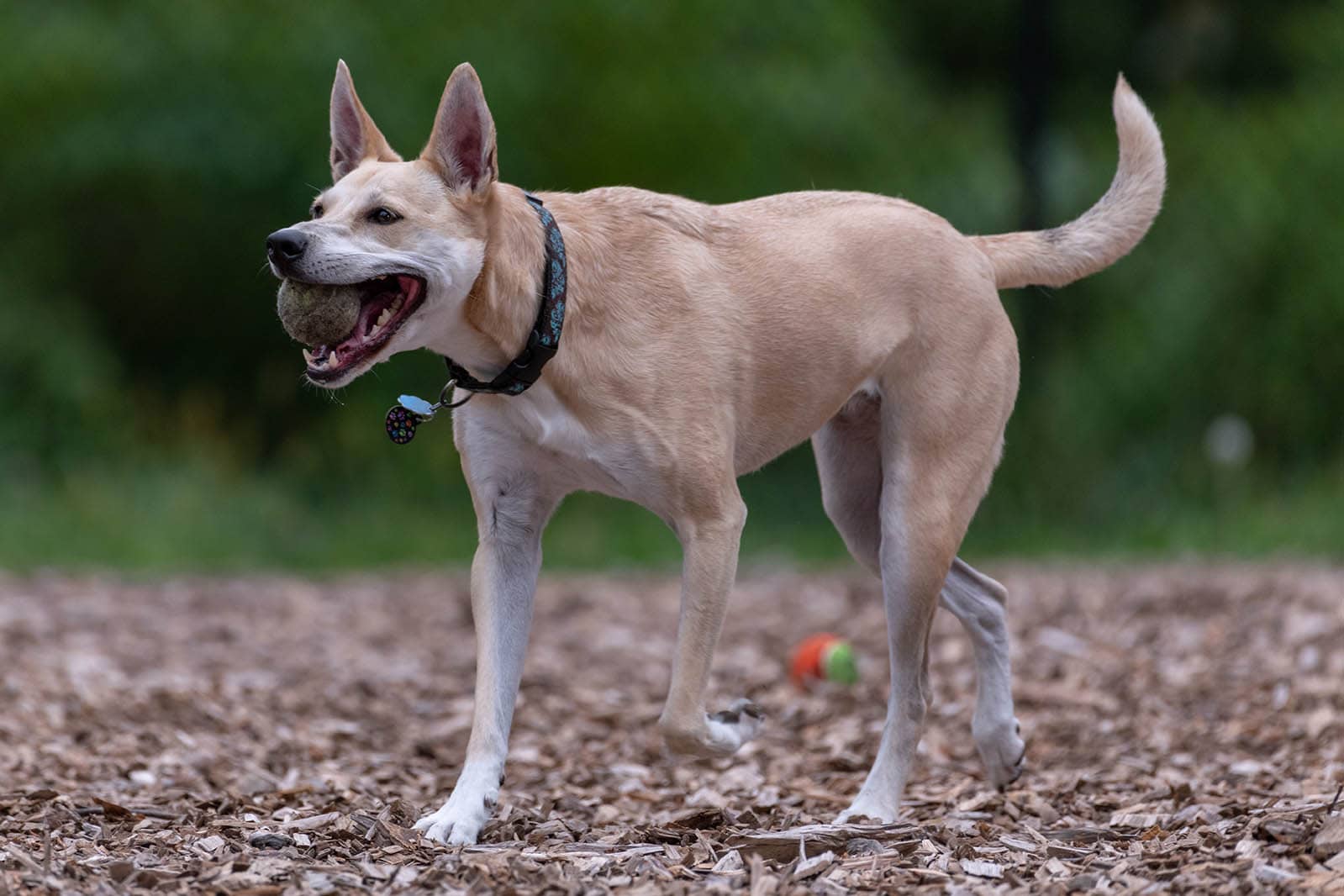 american dingo fetching ball