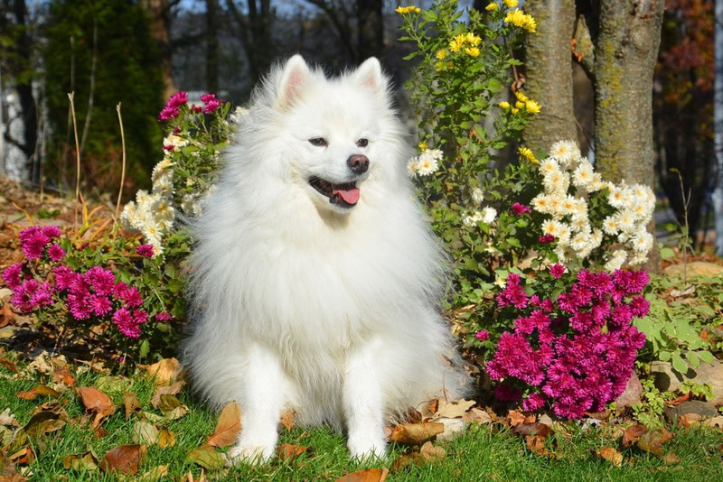 american eskimo dog in the garden
