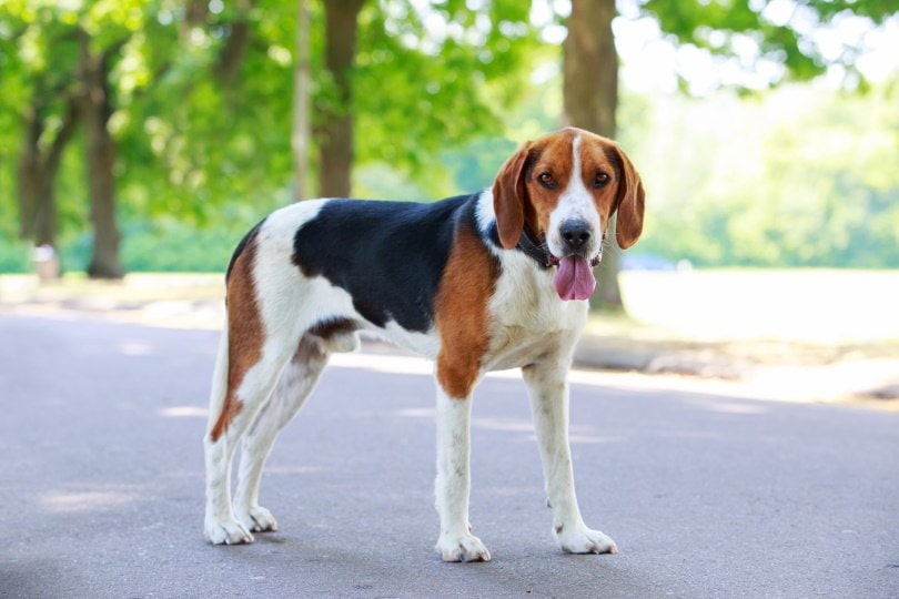 american foxhound