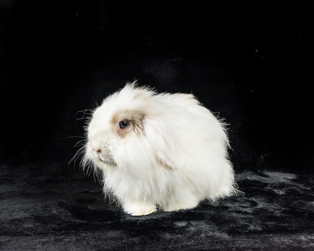 american fuzzy lop rabbit