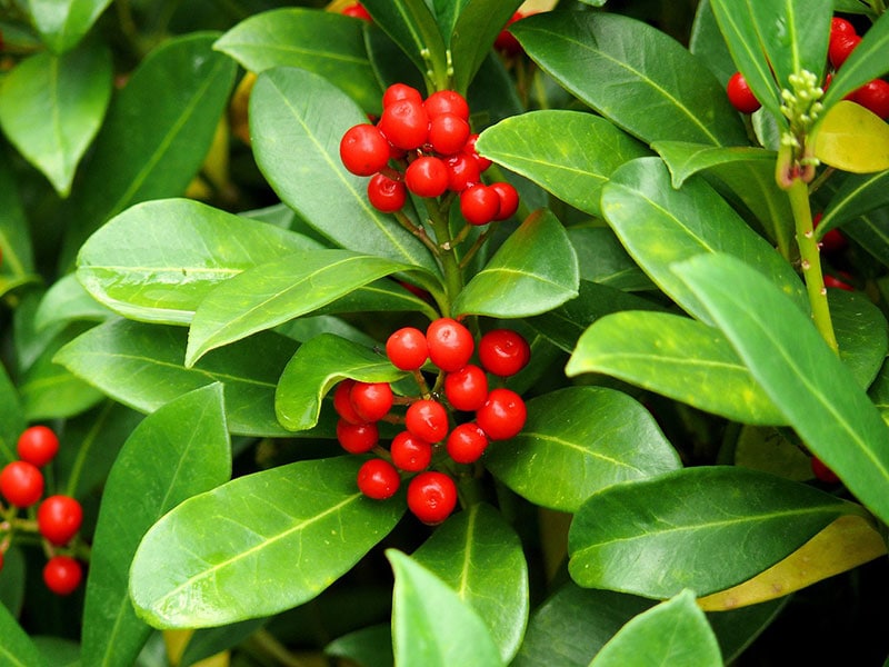 american holly plant