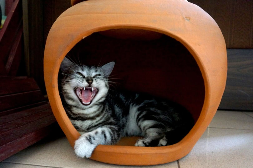 american short hair cat meowing