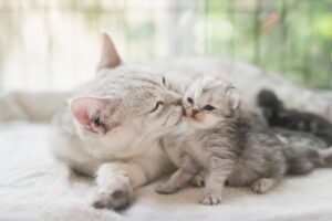 Why Did My Cat Only Have One Kitten? 4 Vet Reviewed Reasons | The Vet Desk