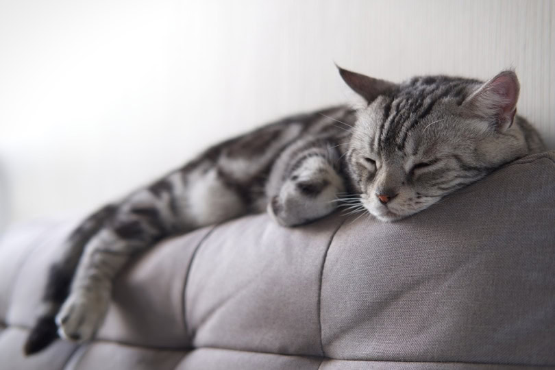 american shorthair cat sleeping