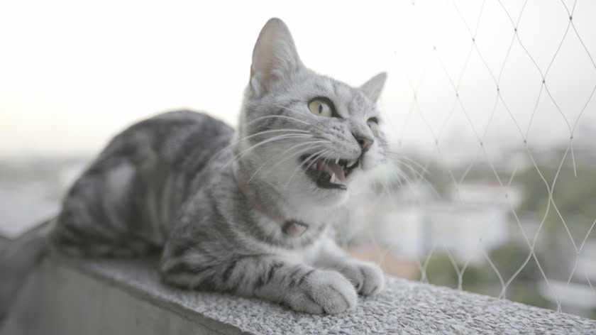 american shorthair cat