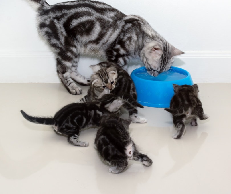 american shorthair cats drinking