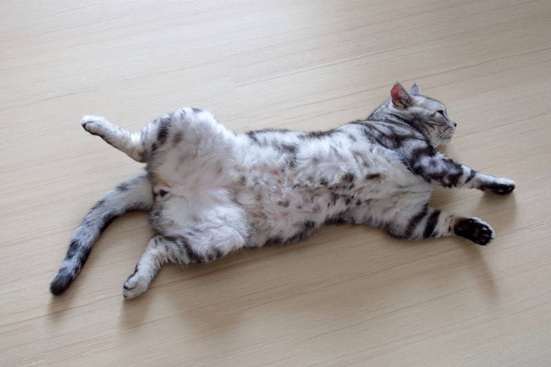 american shorthair male cat lying on back