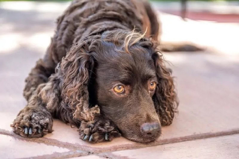american water spaniel_Shutterstock_Steve Bruckmann