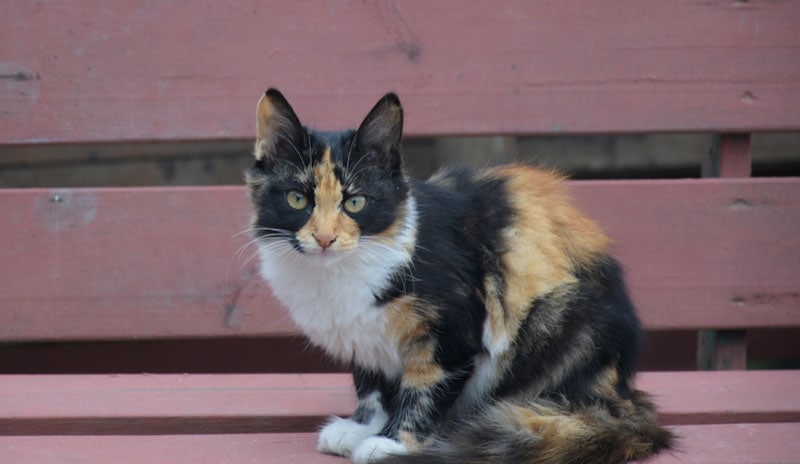 american wirehair cat sitting on a bench