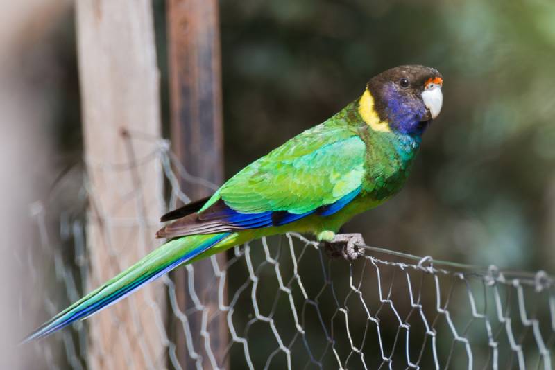 an Australian Ringneck perched on a fence