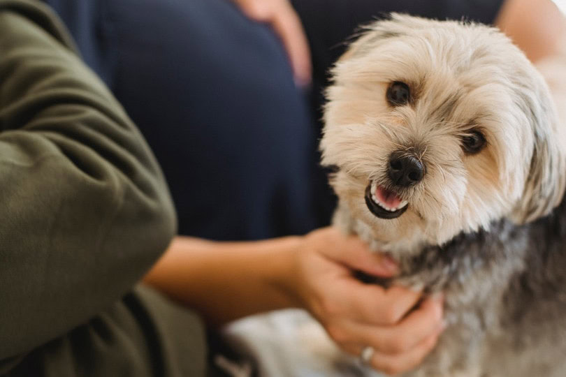 an adorable puppy sitting on its owner's lap