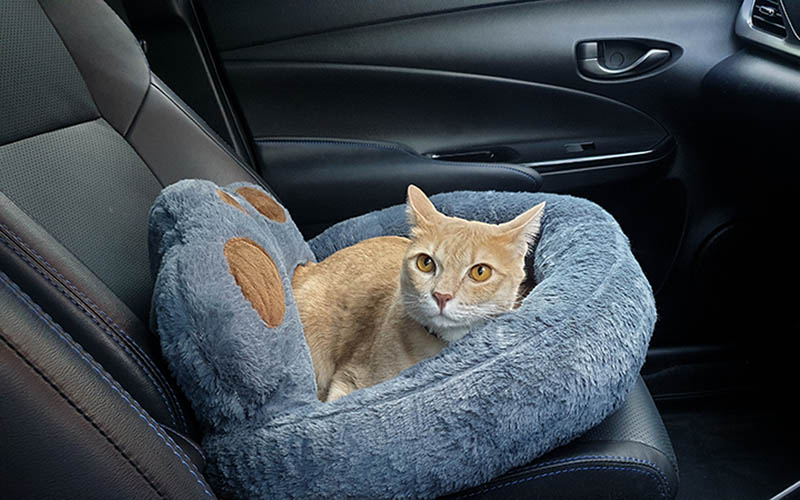 an adorable bright orange cat lying alone on pet bed
