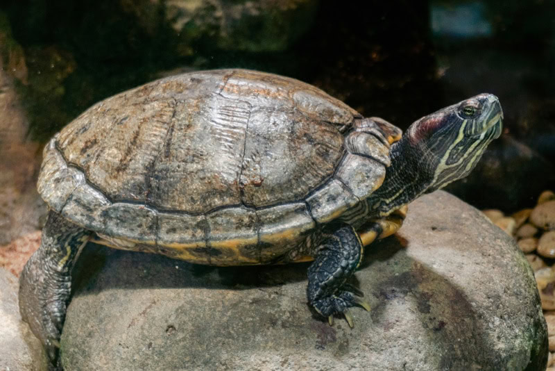 an adult turtle on a rock