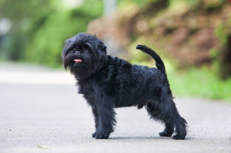 an affenpinscher dog at the park