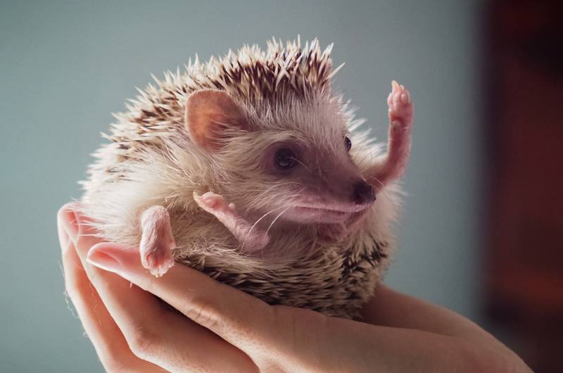 an african pygmy hedgehog on its owner's hand