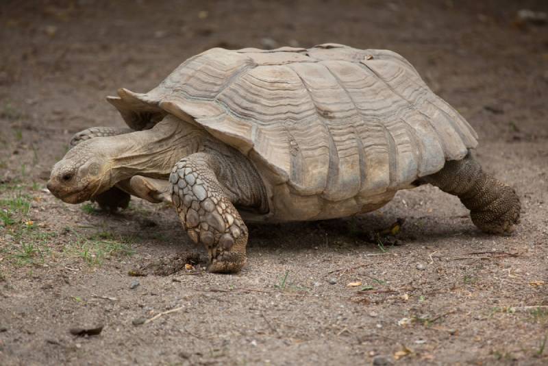 an african spurred tortoise walking on the ground