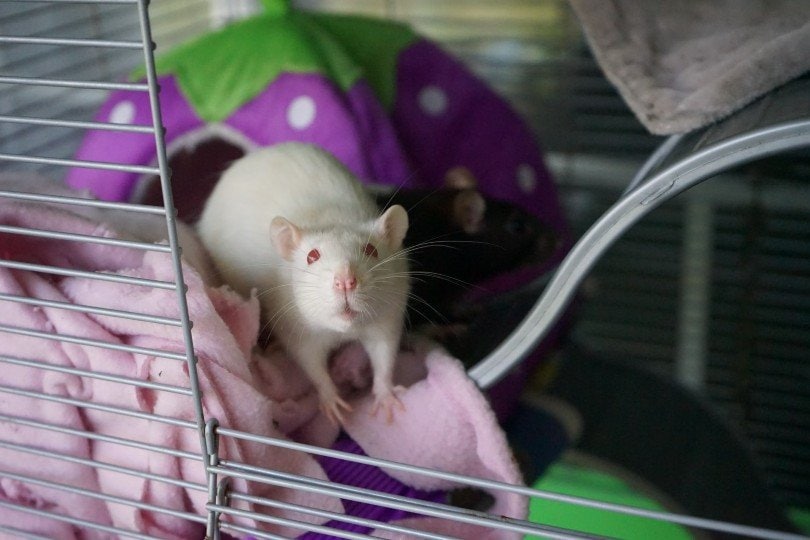 an albino rat in a cage