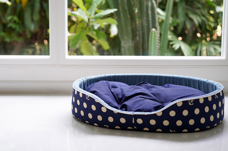 an empty dog bed