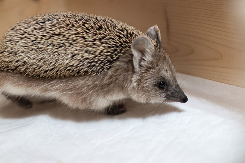 an african hedgehog in a wooden box with white sheet