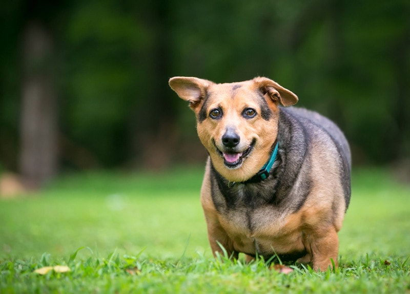 an obese dog standing outdoor