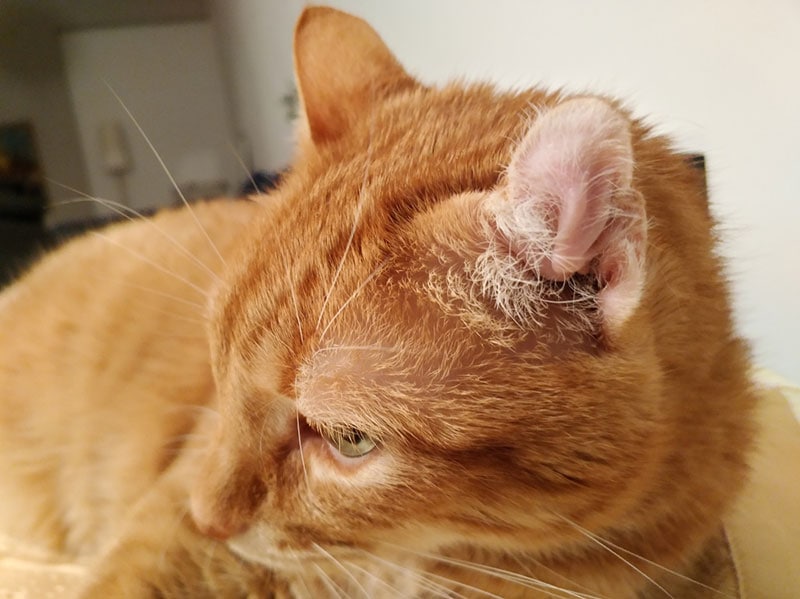 an orange tabby cat with ear hematoma