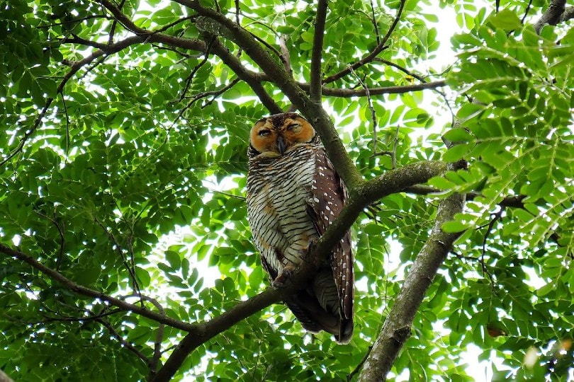 an owl sleeping on a tree branch