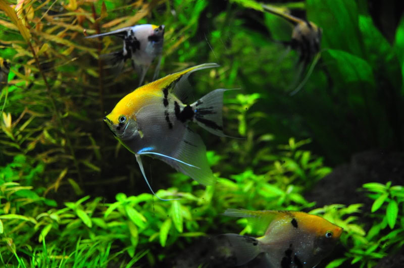 angelfish