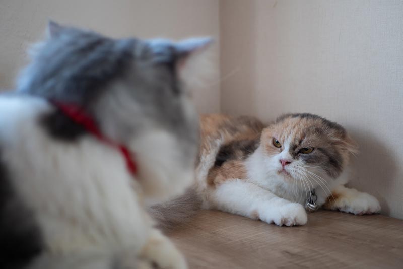 angry cat hisses to another cat