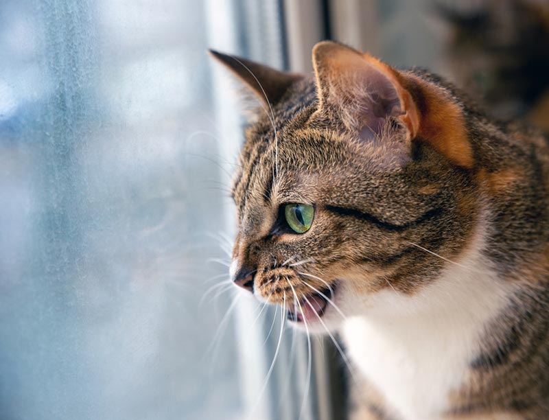 angry cat with agressive expression staring outside the window