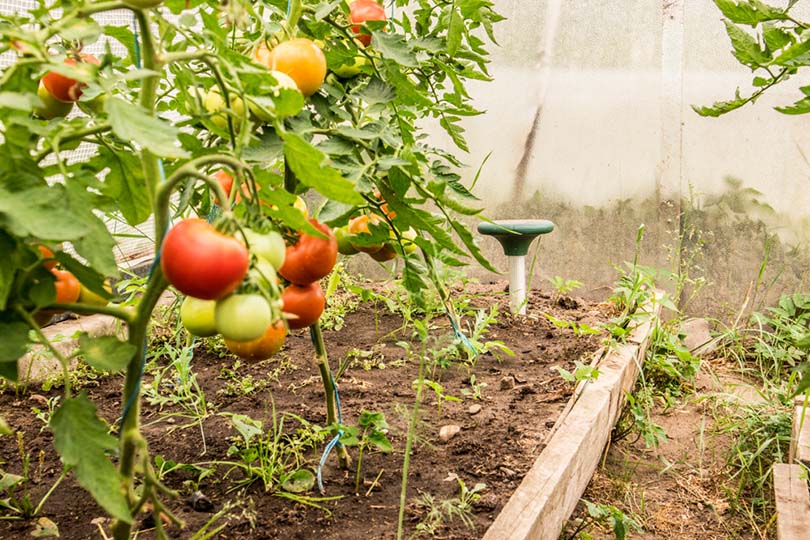 animal repellent tool in the garden full of tomatoes