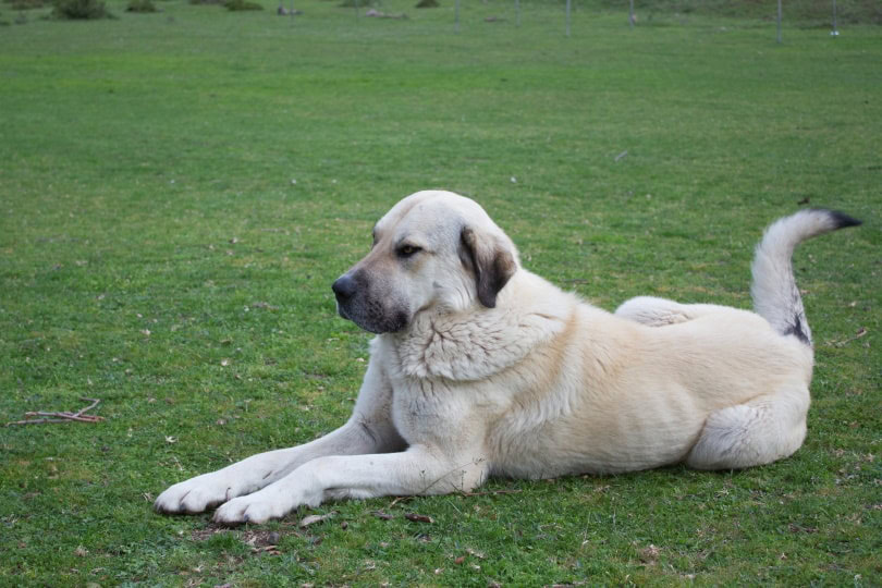 anatolian shepherd_FOTMA_Shutterstock