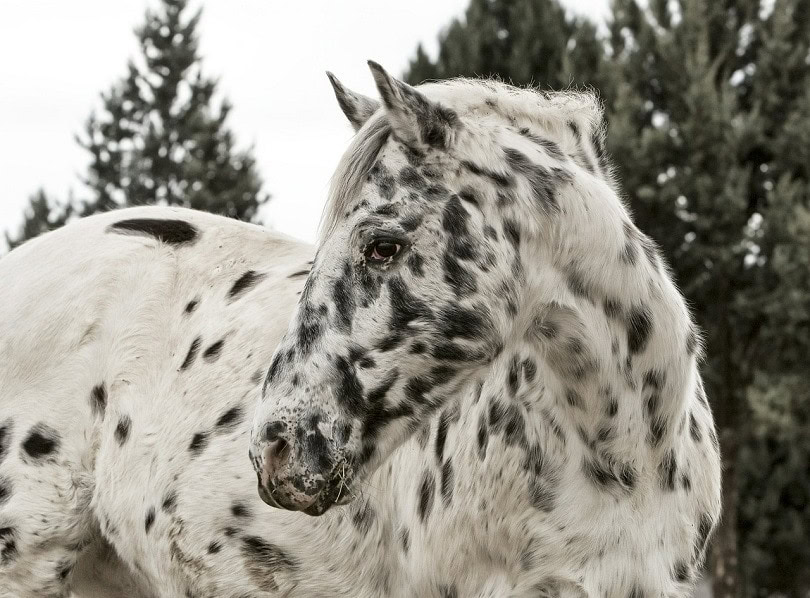 appaloosa horse-pixabay