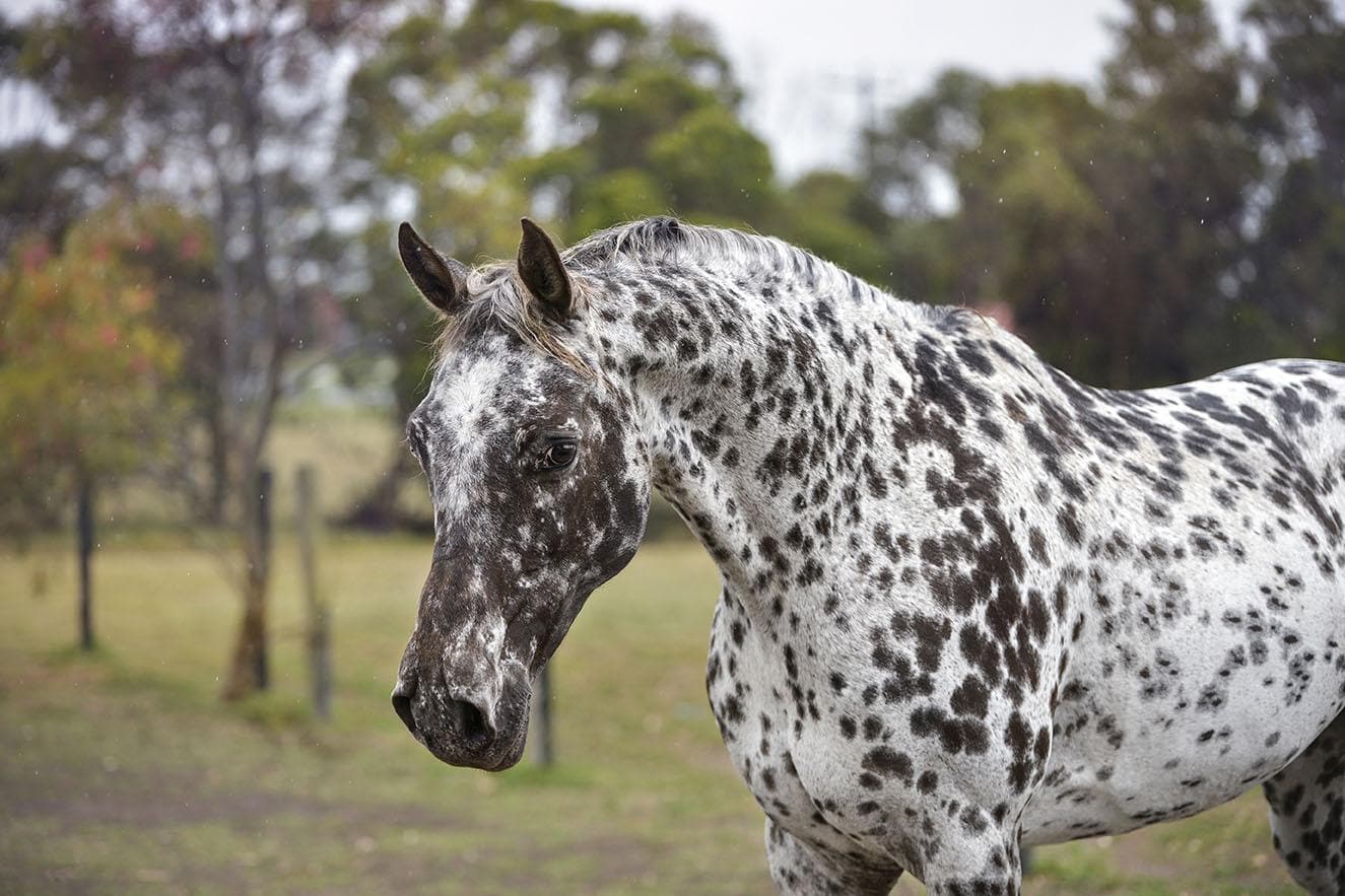 appaloosa