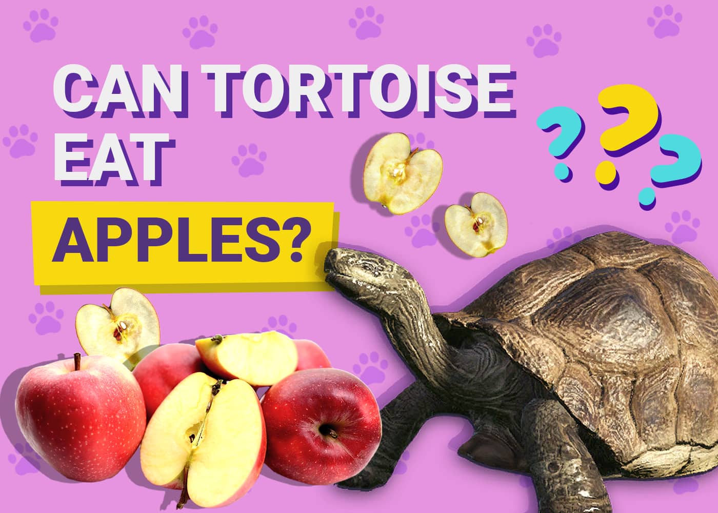 Can Tortoises Eat Apples