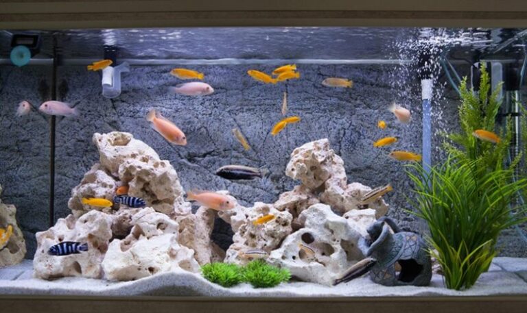 How Much Does a Fish Tank Cost to Buy & Maintain? (2026 Price Guide ...