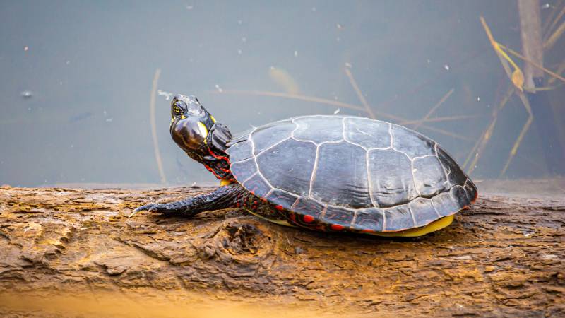 aquatic turtle suffering from aural abscess