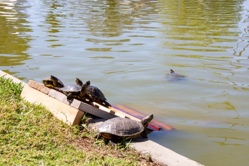 aquatic turtles on the shore of a lake