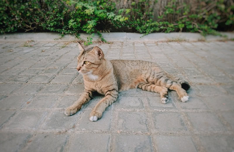 arabian mau cat lying